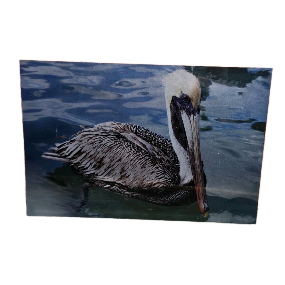Chromaluxe Metal Art Pelican Water Unframed Photo 8"x10" Home Office Decor Rare